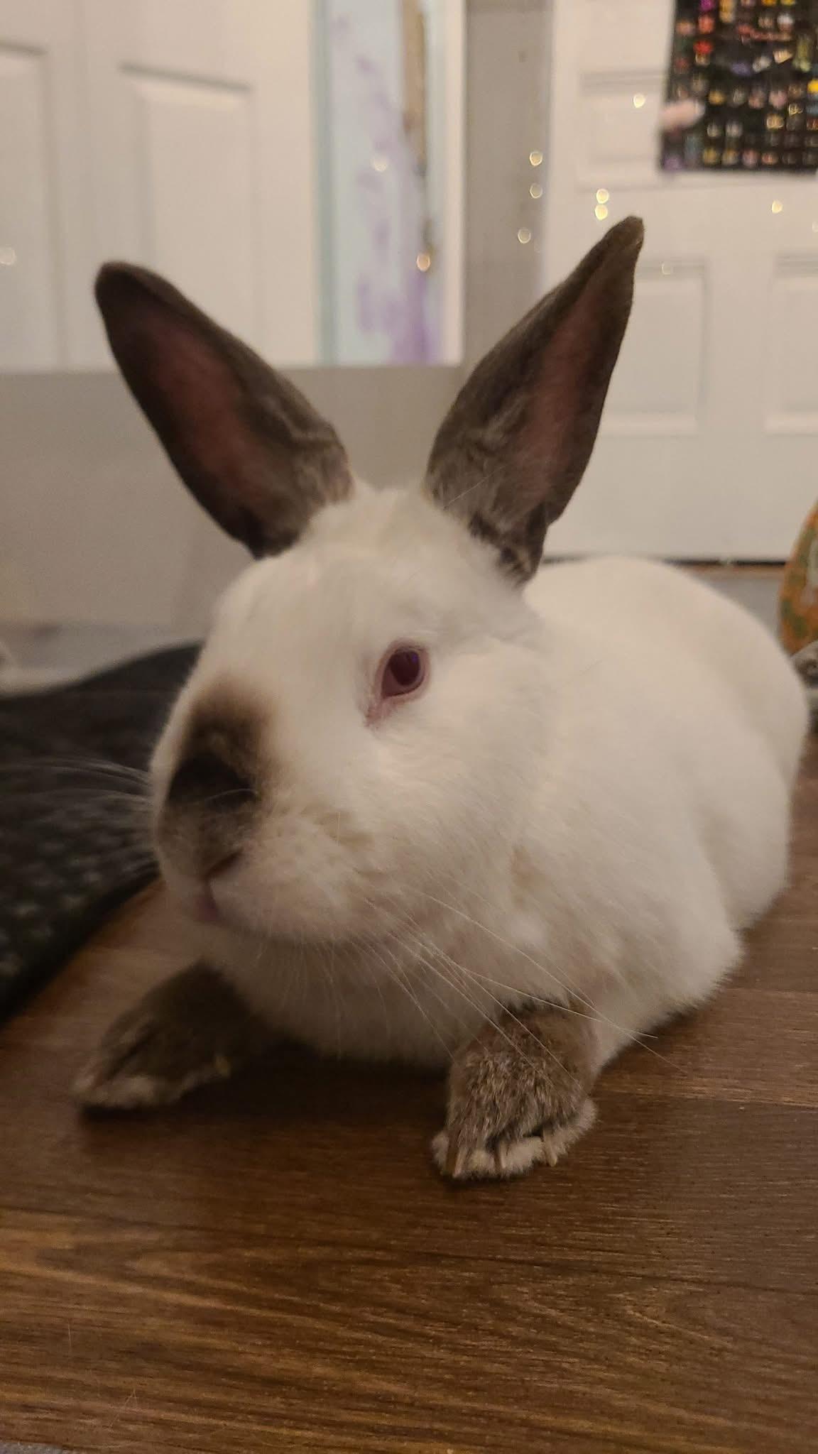 Pocket , ADOPTABLE, Adult Male Californian.