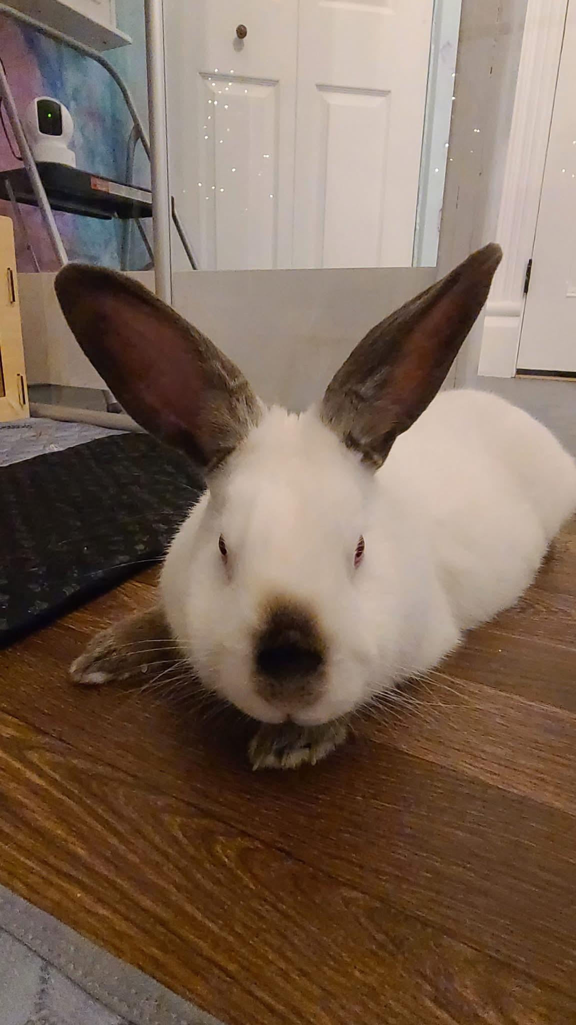 Enlarge Pocket , a ADOPTABLE Californian in St. Charles, MO image 4/4