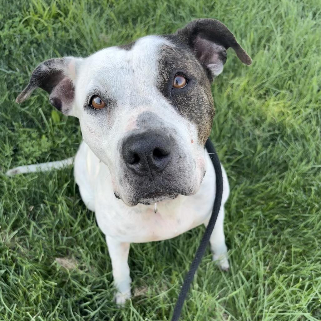 Elizabeth, a Adoptable Pit Bull Terrier in St Joseph, MO image 1/3