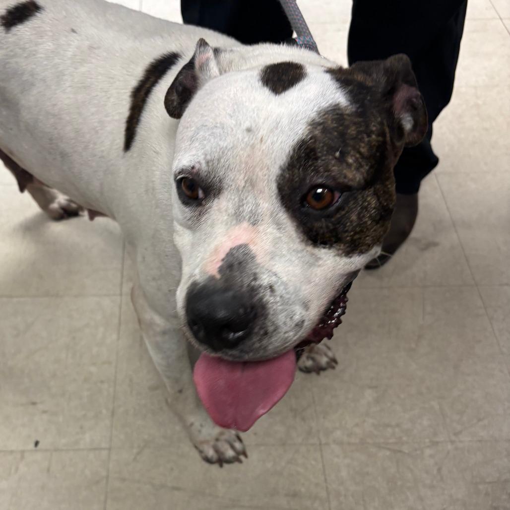 Elizabeth, a Adoptable Pit Bull Terrier in St Joseph, MO image 2/3