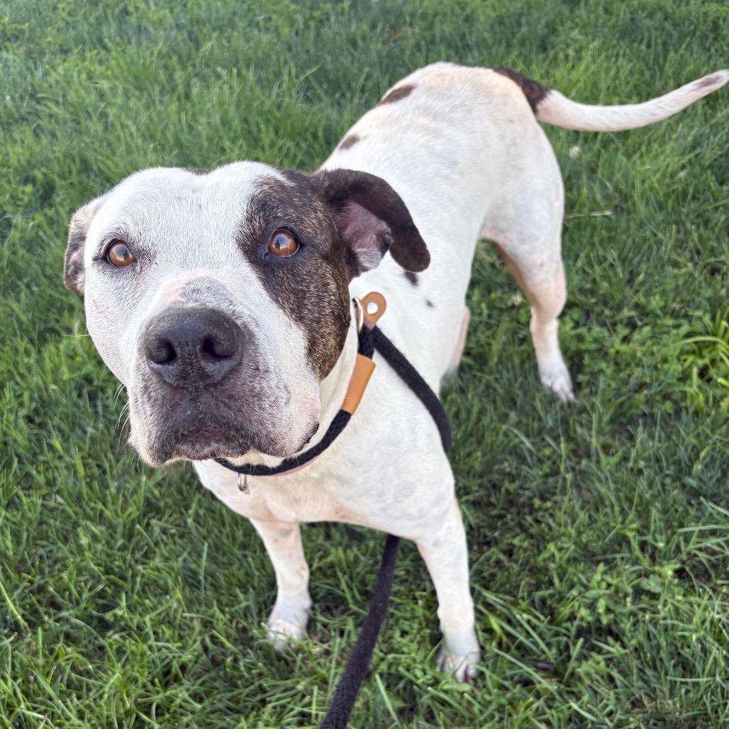 Elizabeth, a Adoptable Pit Bull Terrier in St Joseph, MO image 3/3