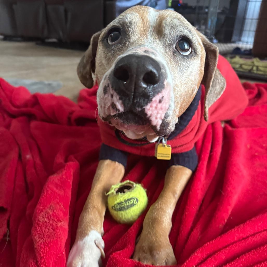 Libby, a Adoptable Pit Bull Terrier in Farmersville, OH image 1/4