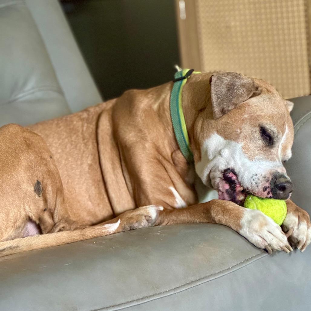 Enlarge Libby, a Adoptable Pit Bull Terrier in Farmersville, OH image 2/5