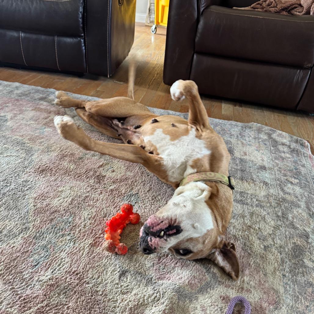 Enlarge Libby, a Adoptable Pit Bull Terrier in Farmersville, OH image 2/3