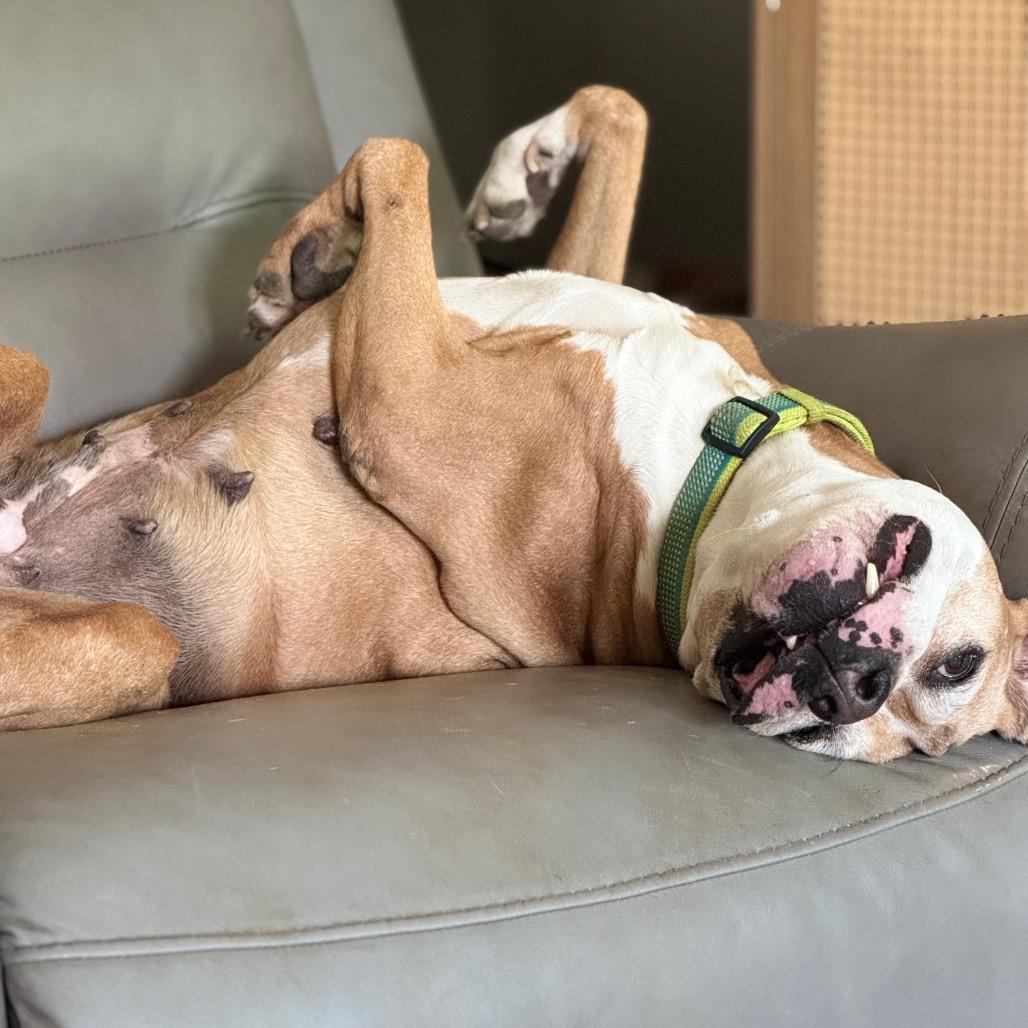 Enlarge Libby, a Adoptable Pit Bull Terrier in Farmersville, OH image 4/5