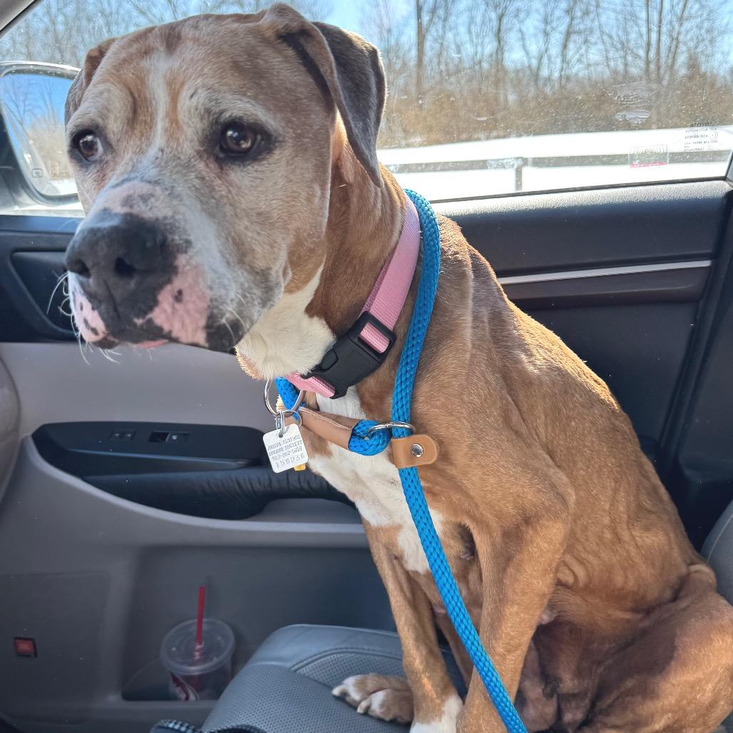 Libby, a Adoptable Pit Bull Terrier in Farmersville, OH image 2/4