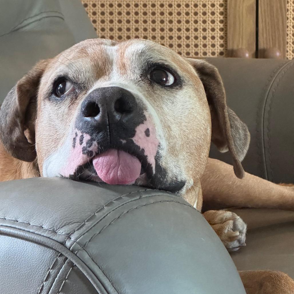 Enlarge Libby, a Adoptable Pit Bull Terrier in Farmersville, OH image 5/6