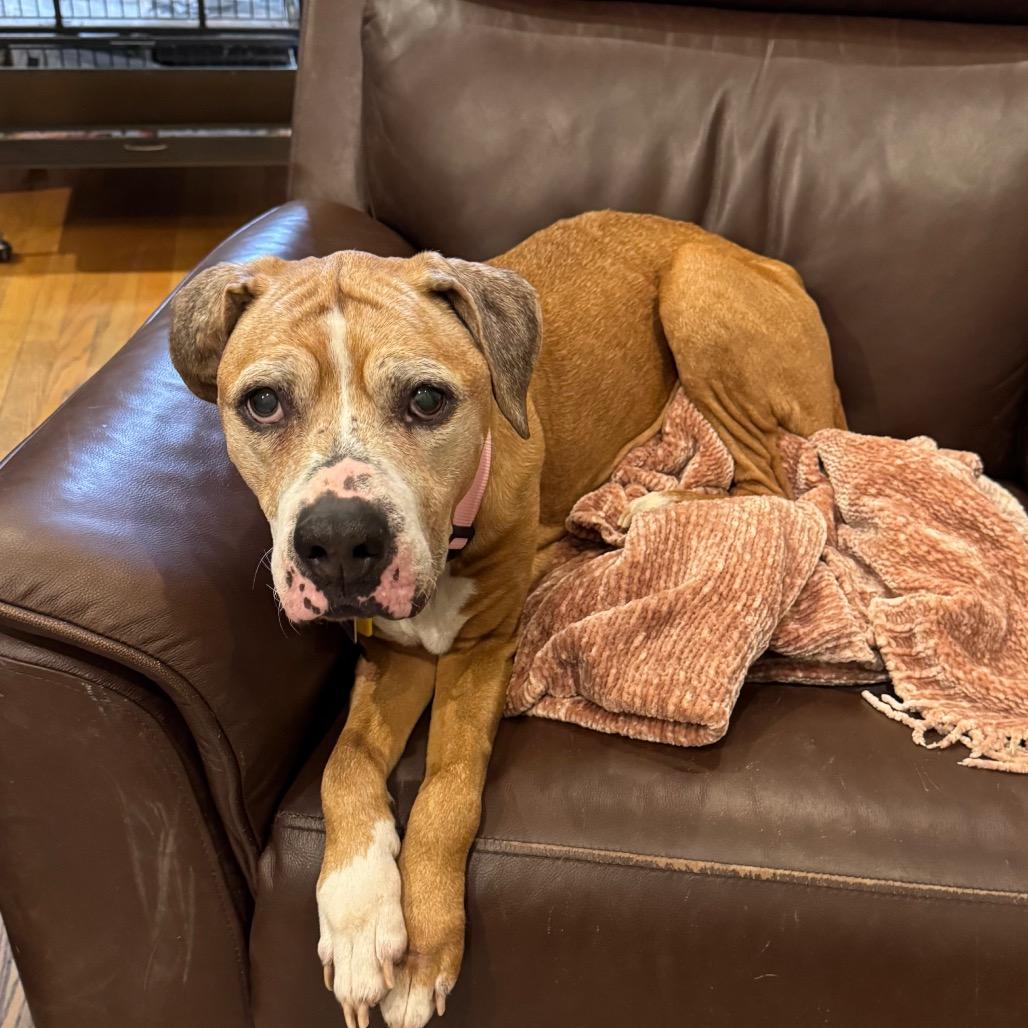 Libby, a Adoptable Pit Bull Terrier in Farmersville, OH image 4/4