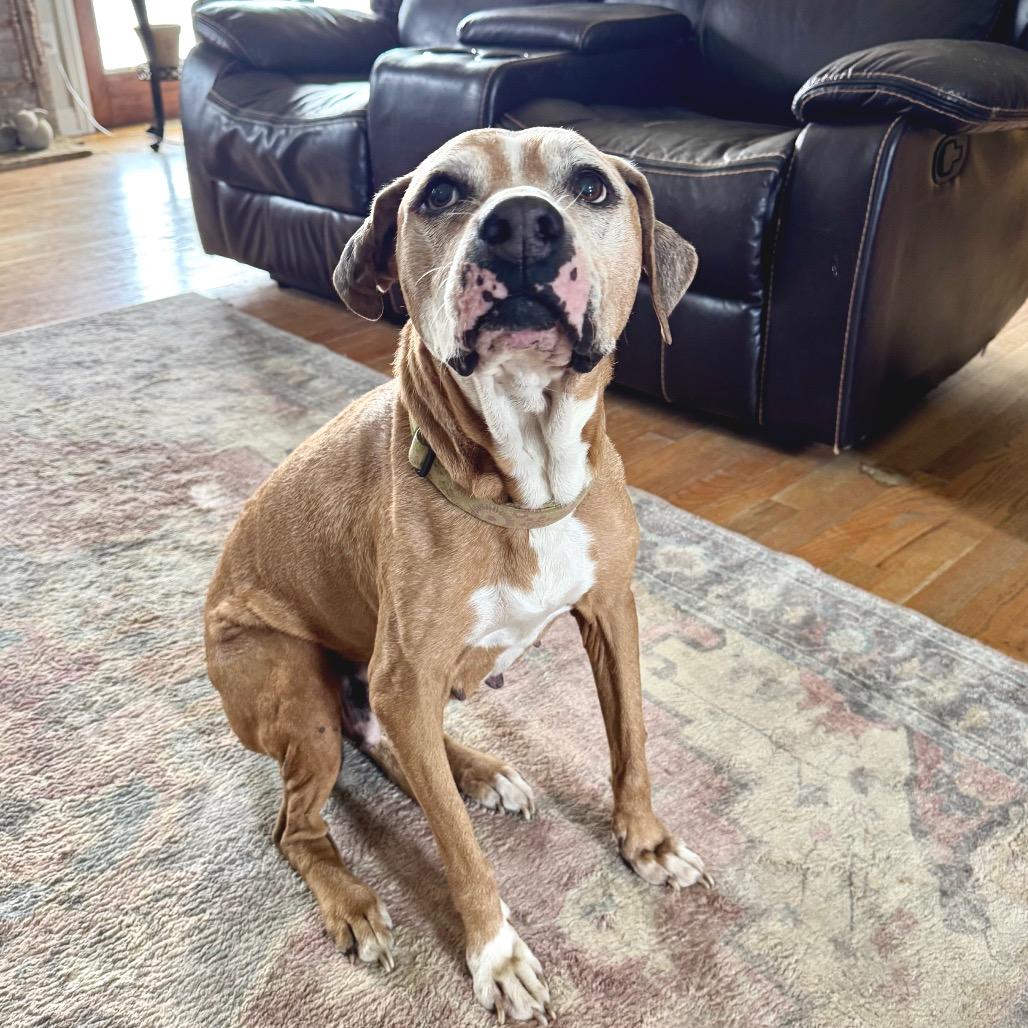 Enlarge Libby, a Adoptable Pit Bull Terrier in Farmersville, OH image 3/3