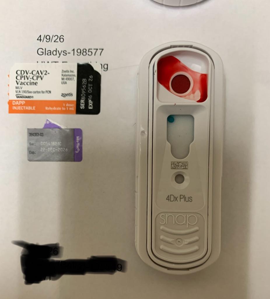 Enlarge Gladys, a Adoptable Terrier in Albany, GA image 1/4