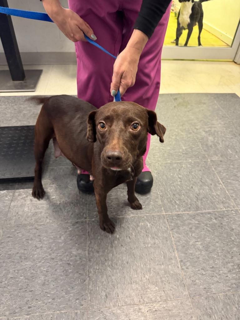 Gladys, Adoptable, Young Female Terrier.