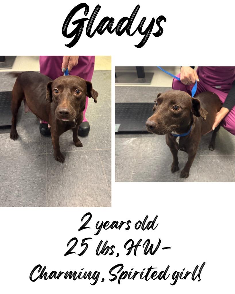 Gladys, a Adoptable Terrier in Albany, GA image 2/3