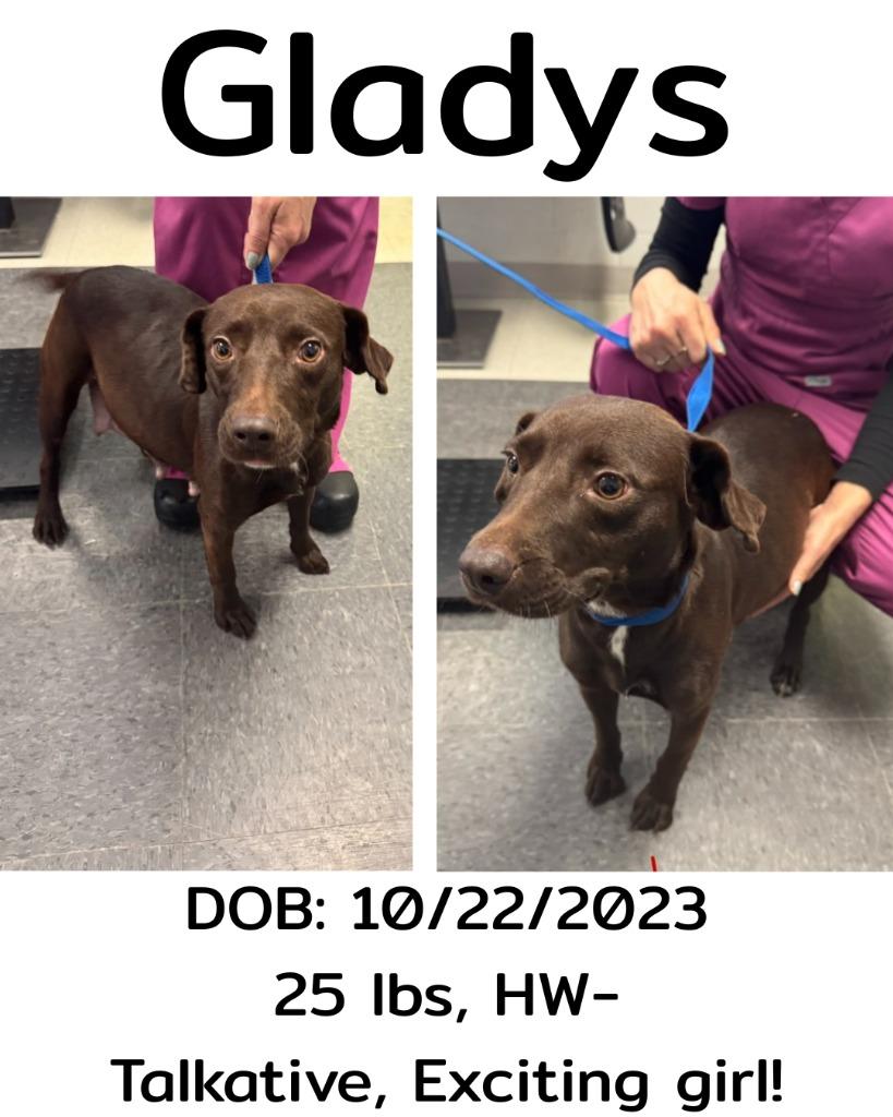 Enlarge Gladys, a Adoptable Terrier in Albany, GA image 3/4