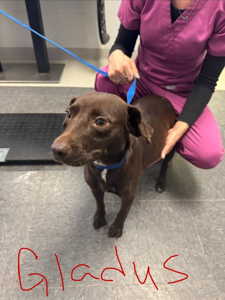 Gladys, a Adoptable Terrier in Albany, GA image 3/3