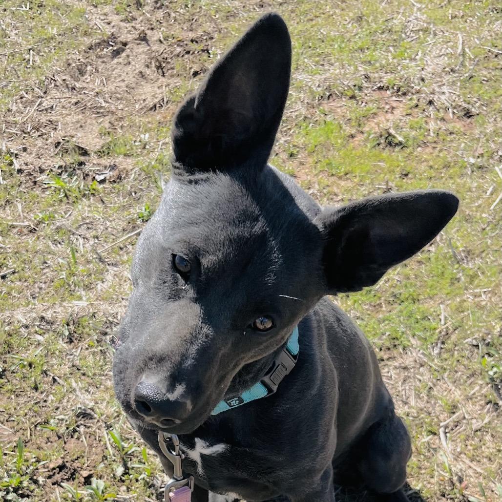 Enlarge Jagger, a Adoptable Mixed Breed in Duncan, OK image 1/6