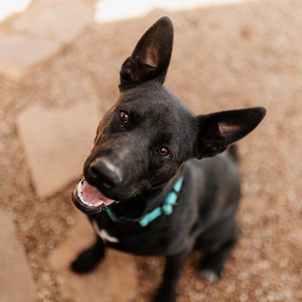 Enlarge Jagger, a Adoptable Mixed Breed in Duncan, OK image 2/6