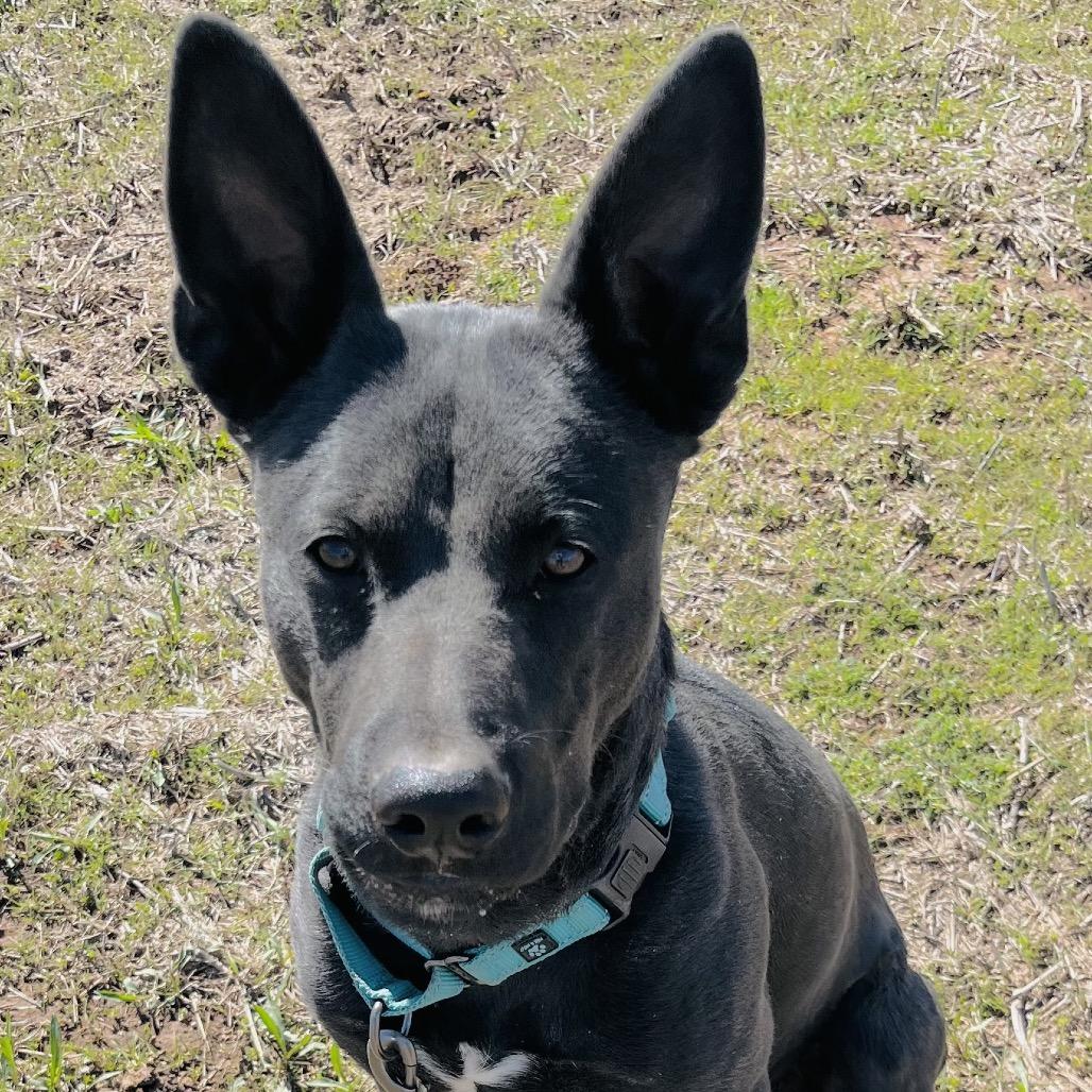Enlarge Jagger, a Adoptable Mixed Breed in Duncan, OK image 3/6