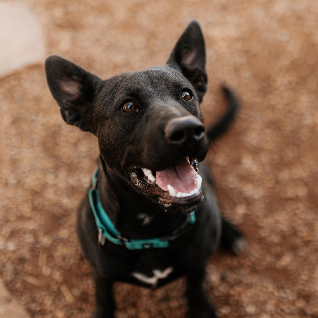 Enlarge Jagger, a Adoptable Mixed Breed in Duncan, OK image 4/6