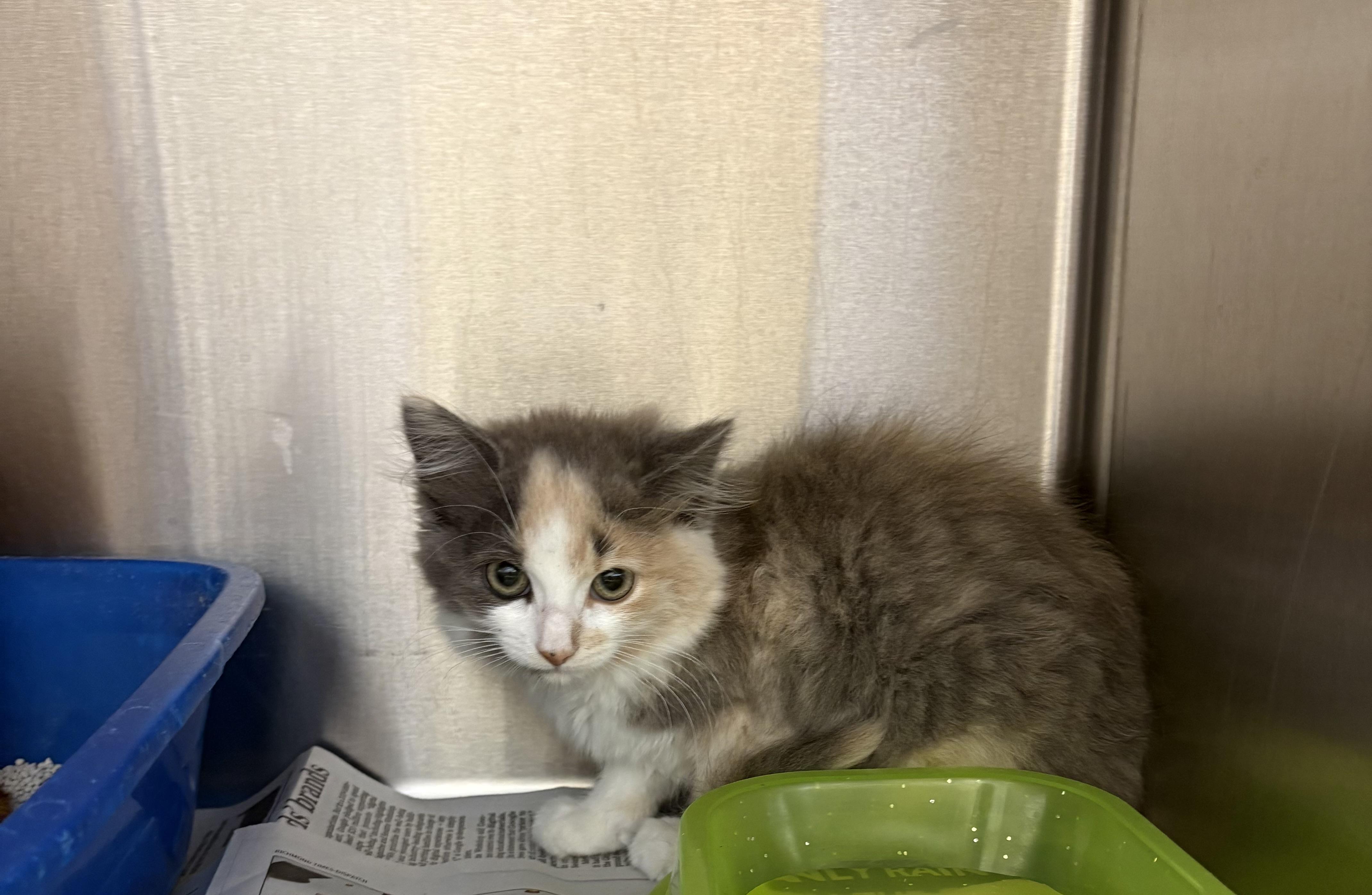 Barbie, adopted, Kitten Female Calico.