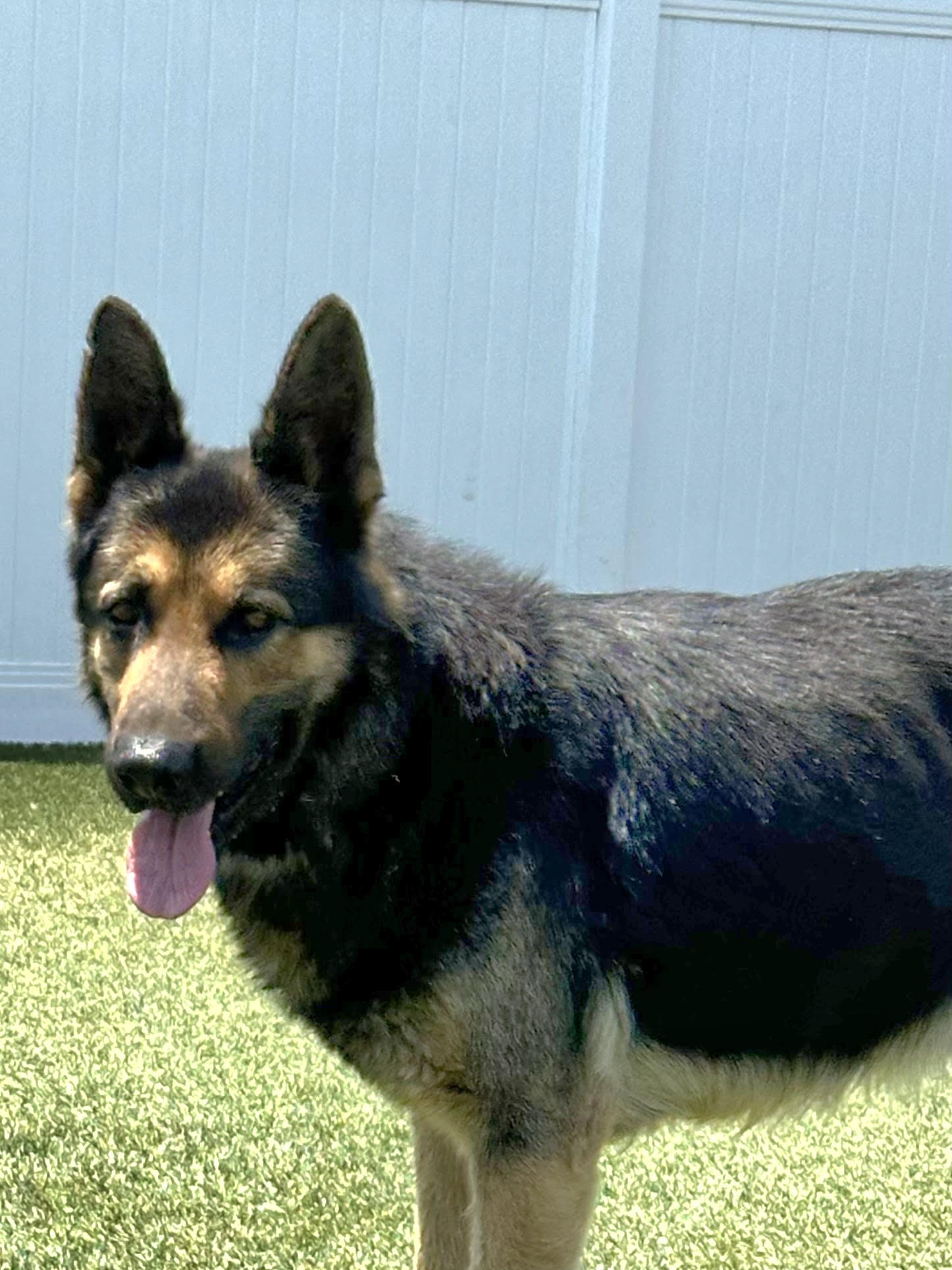 Mack, a Adoptable German Shepherd Dog in Newport Beach, CA image 1/3