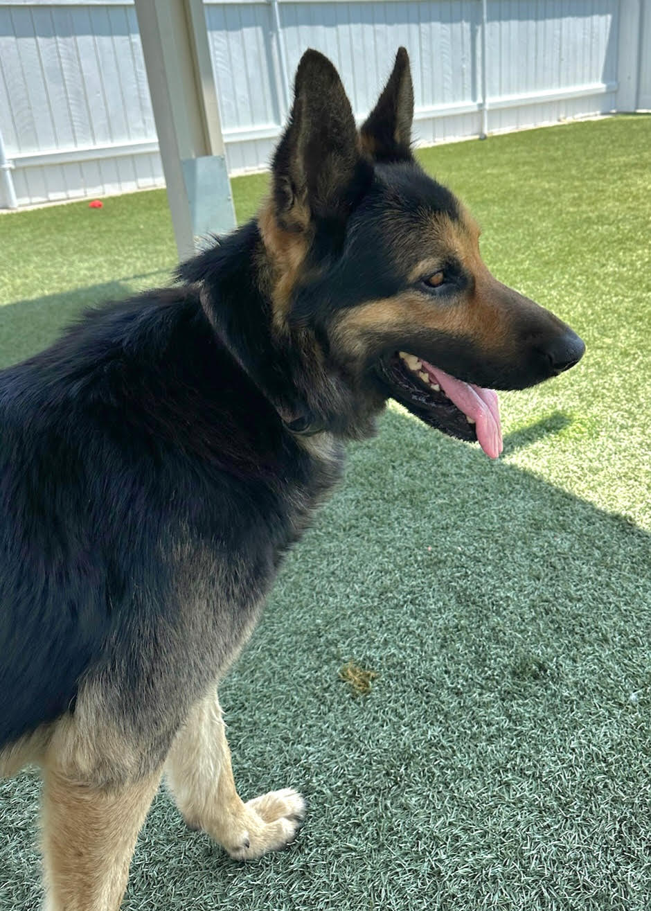 Mack, a Adoptable German Shepherd Dog in Newport Beach, CA image 2/3