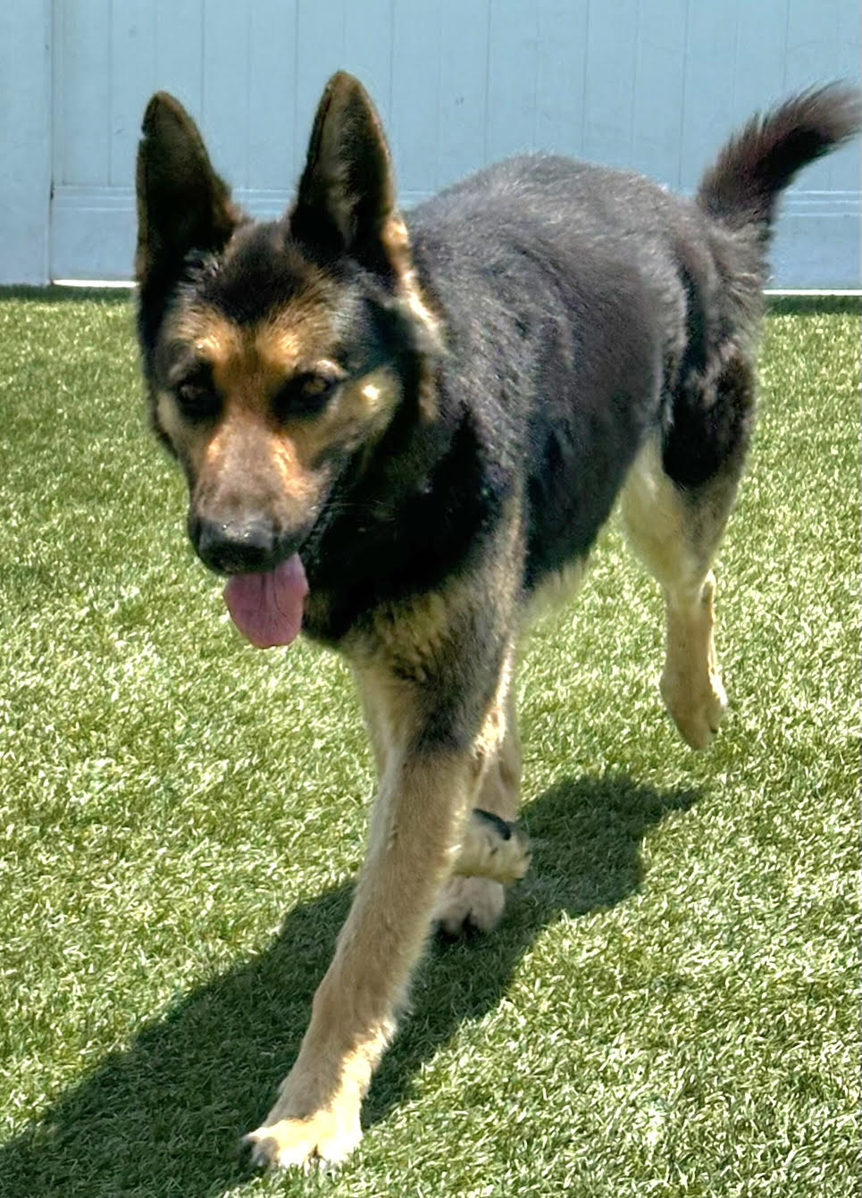 Mack, a Adoptable German Shepherd Dog in Newport Beach, CA image 3/3