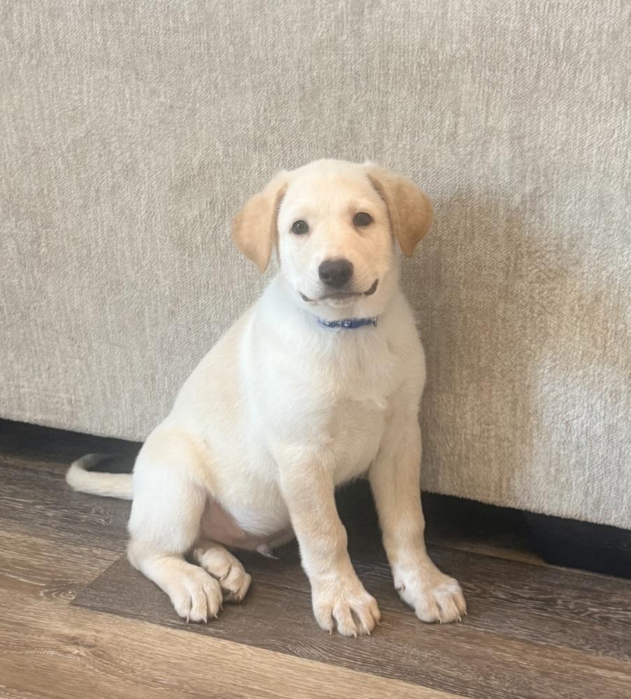 Van, Adoptable, Puppy Male Great Pyrenees & German Shepherd Dog.