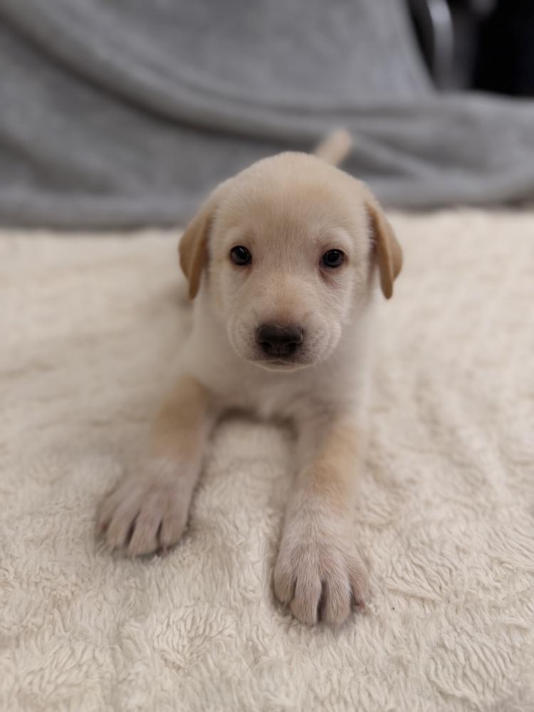 Enlarge Van, a Adoptable mixed breed in Pleasant Hill, CA image 2/4