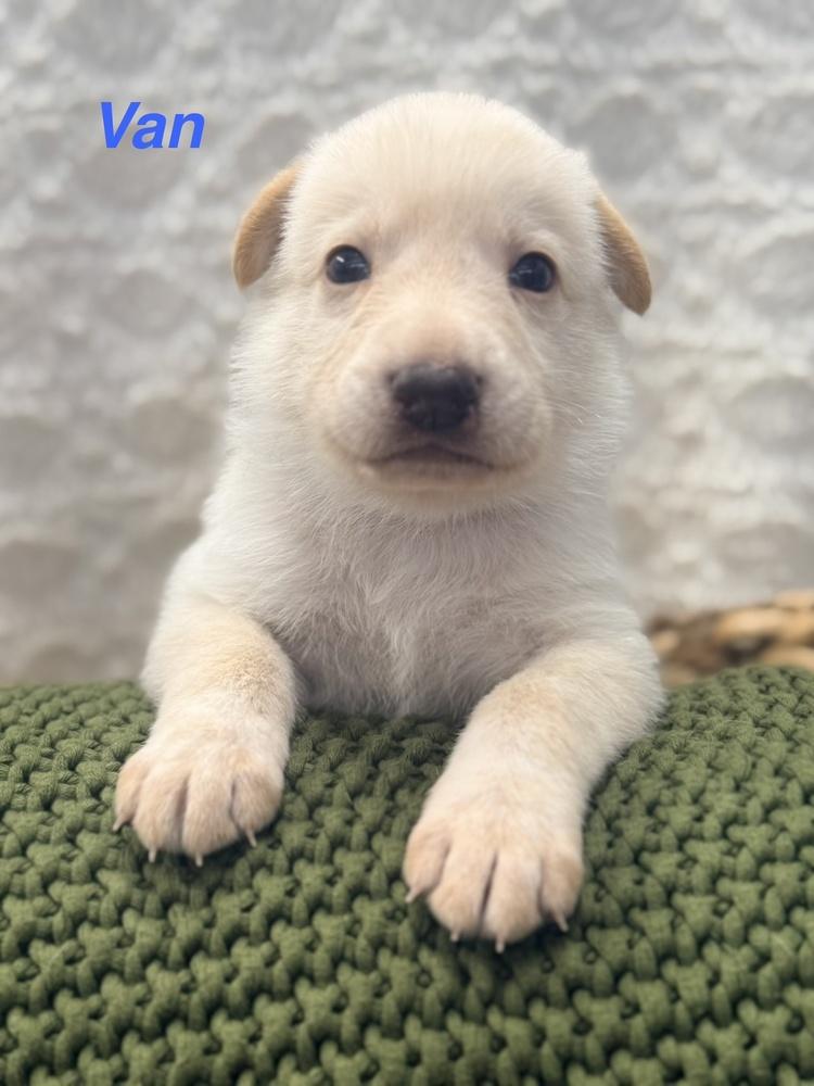 Enlarge Van, a Adoptable mixed breed in Pleasant Hill, CA image 4/4