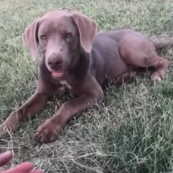 Georgia, Adoptable, Young Female Weimaraner & Mixed Breed.