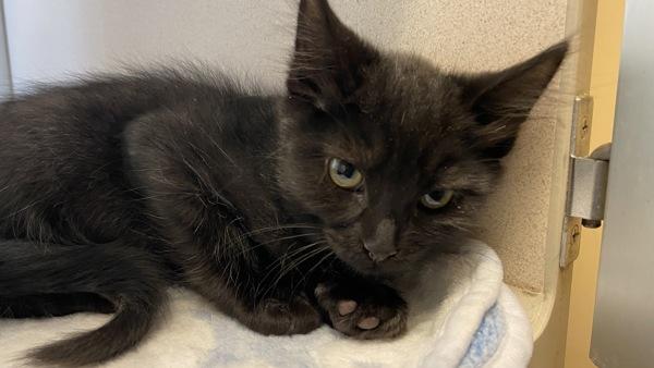 Oscar, Adoptable, Kitten Male Domestic Medium Hair.