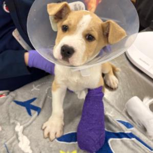 Enlarge Dug, a Adoptable mixed breed in Lutz, FL image 1/1