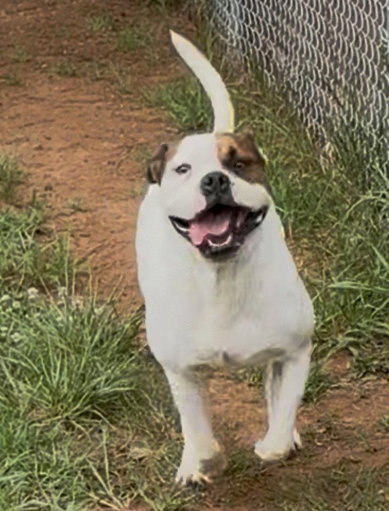 Enlarge Bowser, a Adoptable Boxer in Carrollton, GA image 1/3