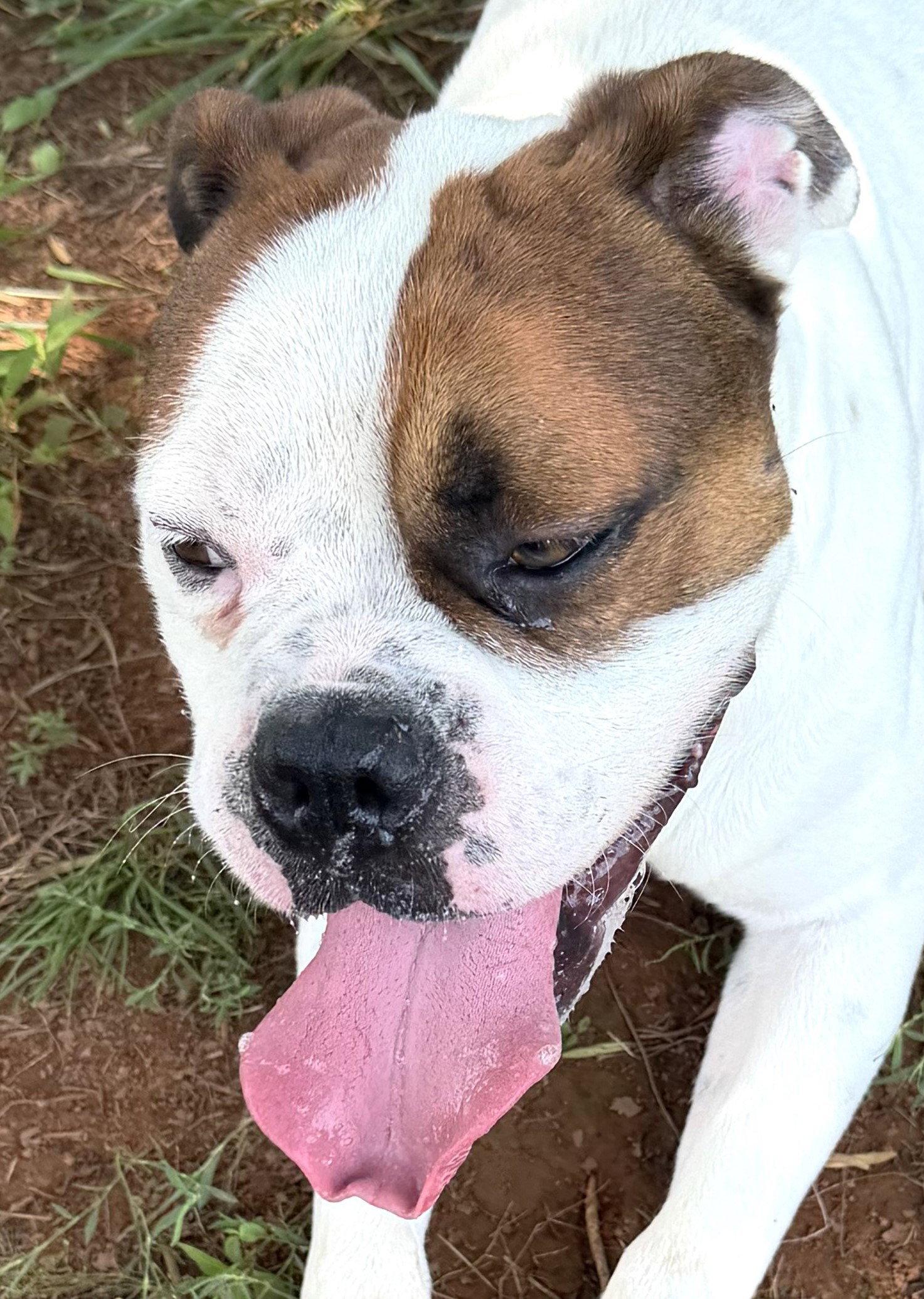 Enlarge Bowser, a Adoptable Boxer in Carrollton, GA image 2/3