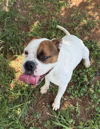 Enlarge Bowser, a Adoptable Boxer in Carrollton, GA image 3/3