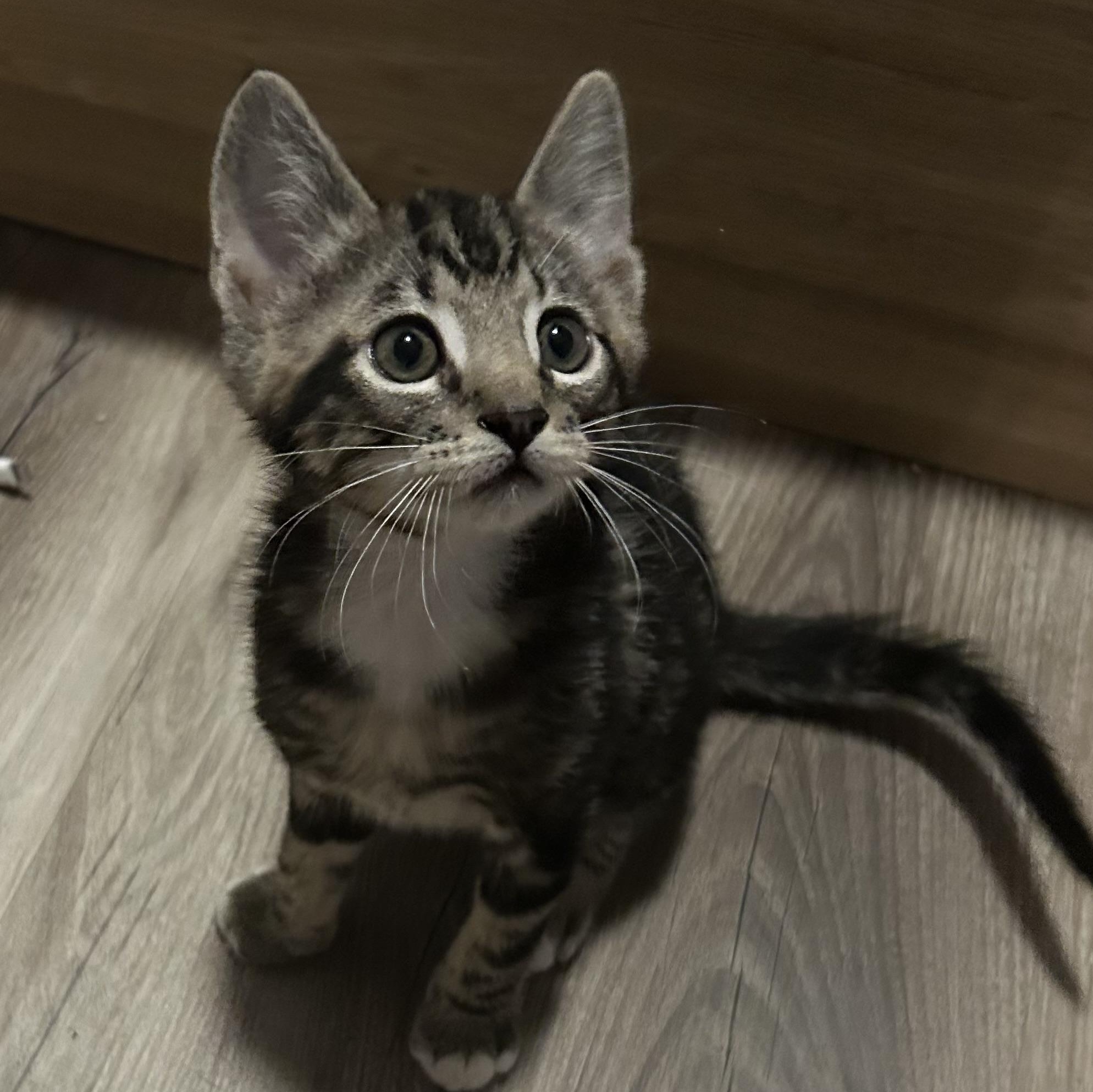 Klause, an adopted Domestic Short Hair in Tulsa, OK image 3/4