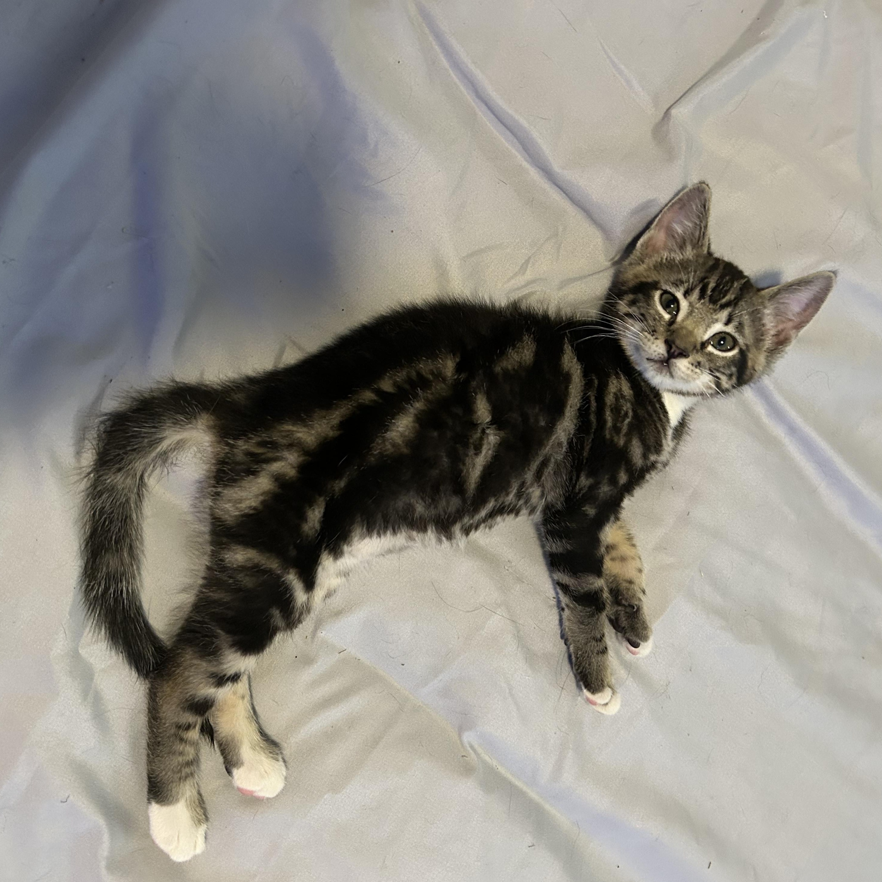 Klause, an adopted Domestic Short Hair in Tulsa, OK image 1/4