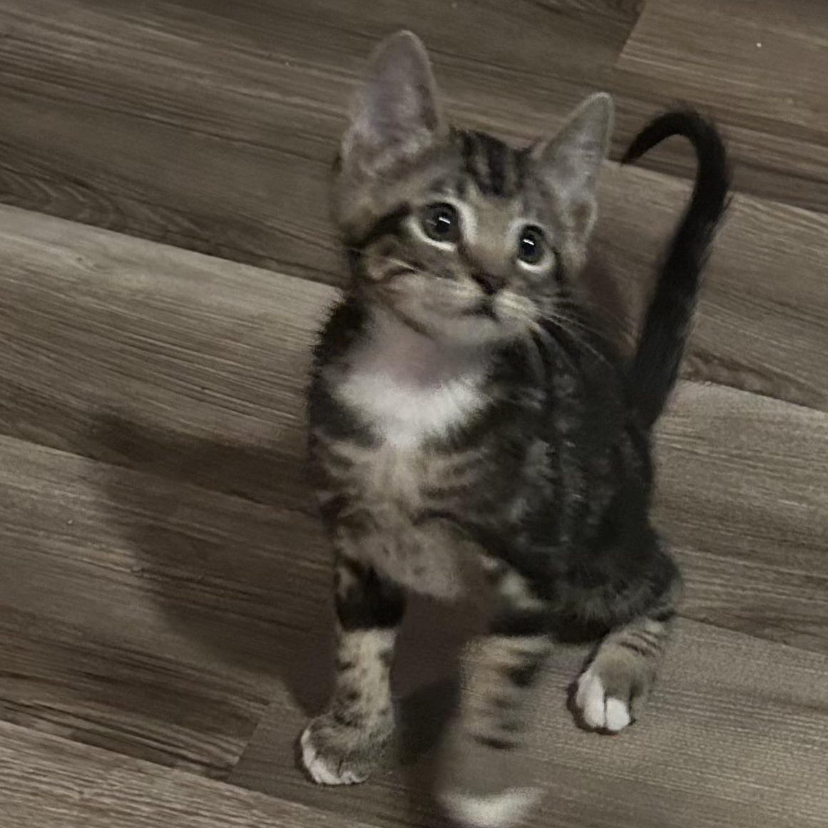 Klause, an adopted Domestic Short Hair in Tulsa, OK image 4/4