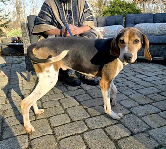 Watson, a Adoptable Treeing Walker Coonhound in Canterbury, CT image 1/5