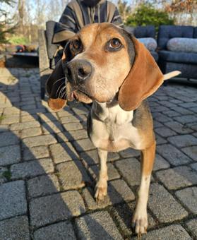 Watson, a Adoptable Treeing Walker Coonhound in Canterbury, CT image 2/5
