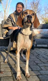 Watson, a Adoptable Treeing Walker Coonhound in Canterbury, CT image 4/5