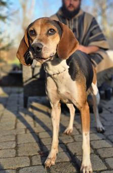 Watson, a Adoptable Treeing Walker Coonhound in Canterbury, CT image 5/5