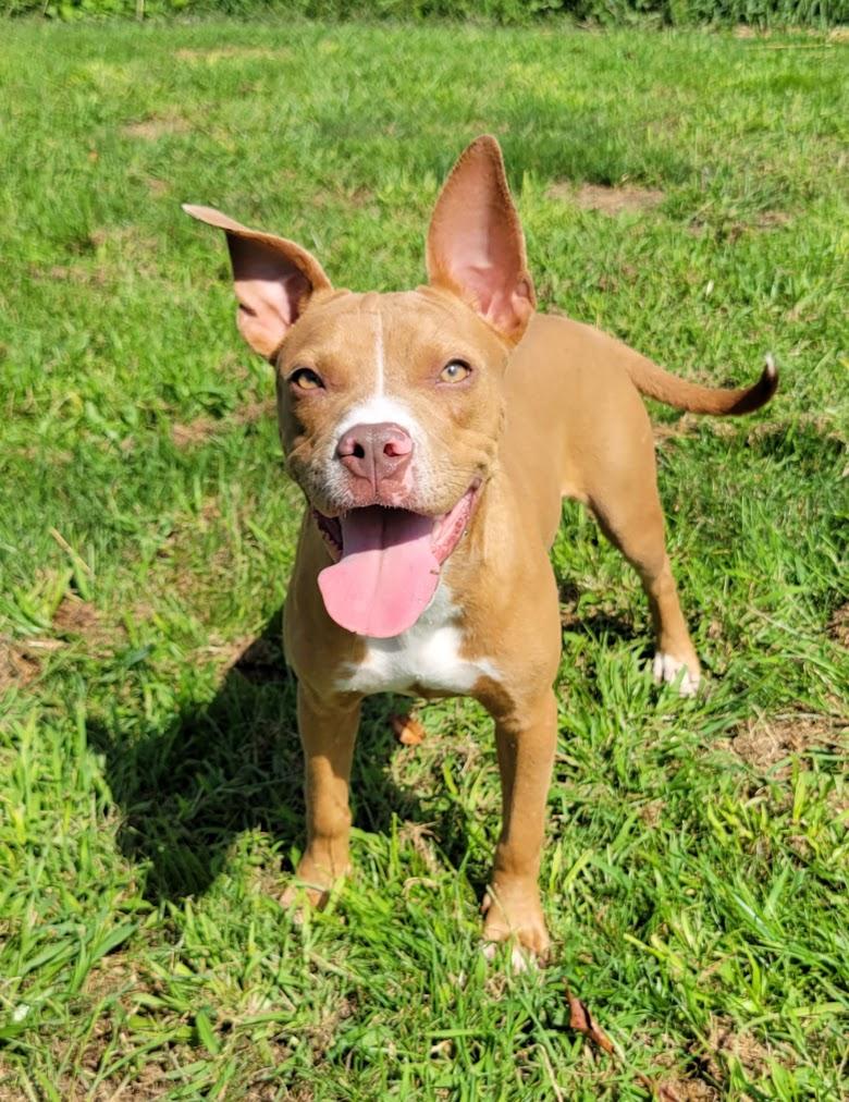 Enlarge Astrid, a ADOPTABLE mixed breed in Lisbon, OH image 3/3