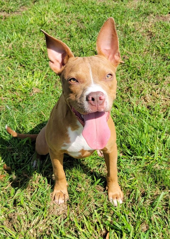 Astrid, ADOPTABLE, Young Female Pit Bull Terrier.