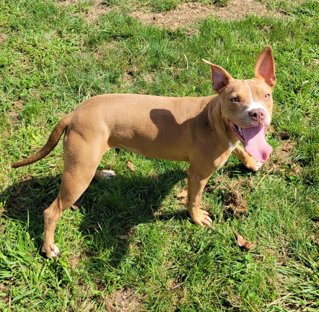 Enlarge Astrid, a ADOPTABLE mixed breed in Lisbon, OH image 2/3