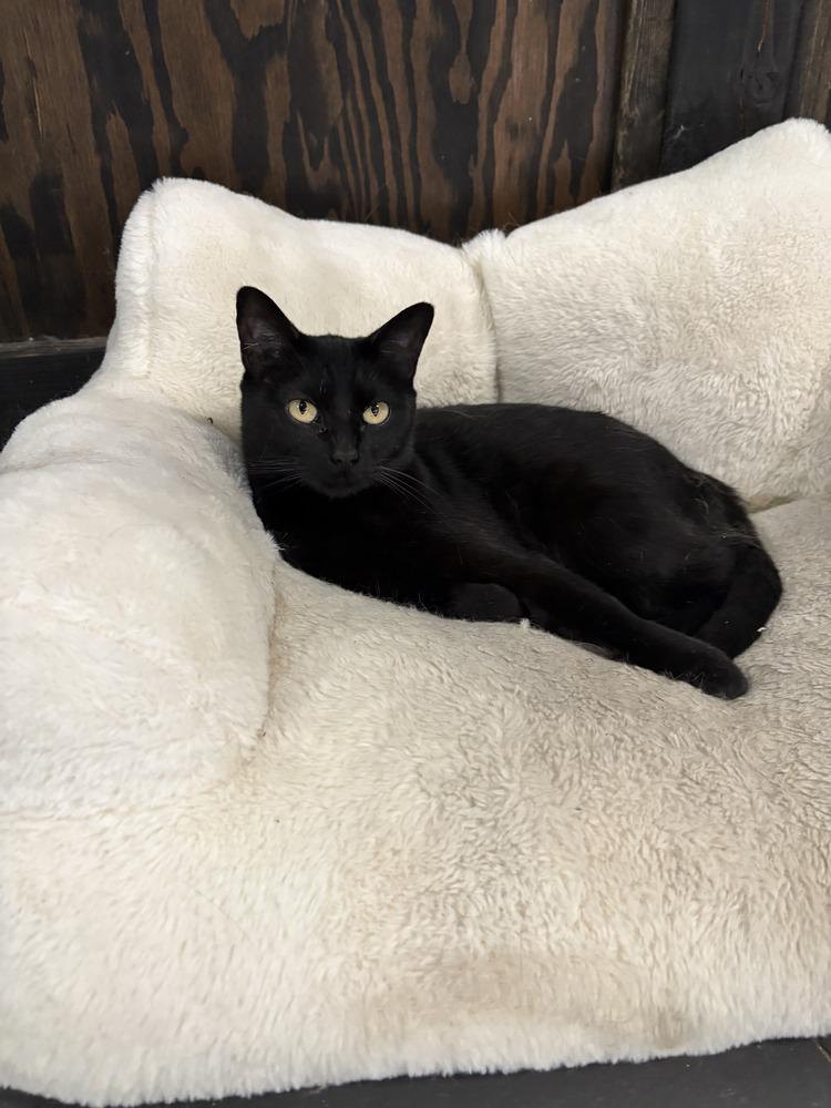 Rose, a Adoptable mixed breed in Lafayette, CO image 2/3