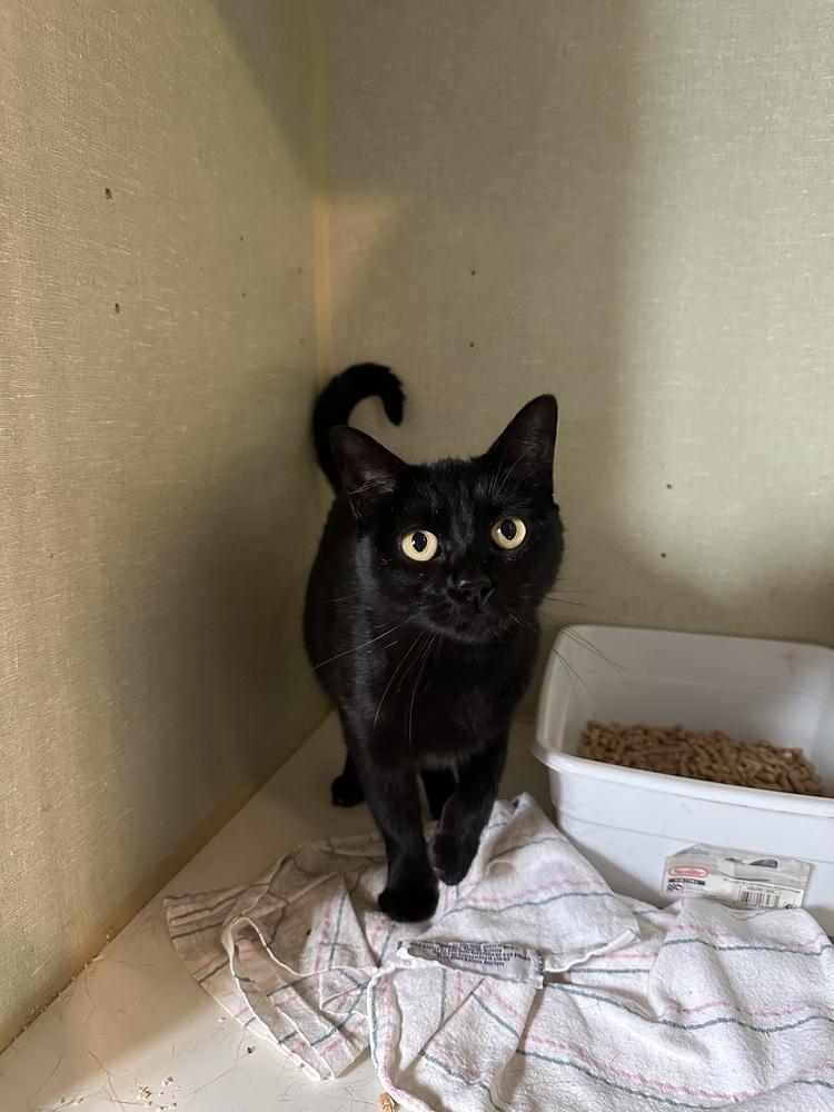 Enlarge Rose, a Adoptable mixed breed in Lafayette, CO image 1/1