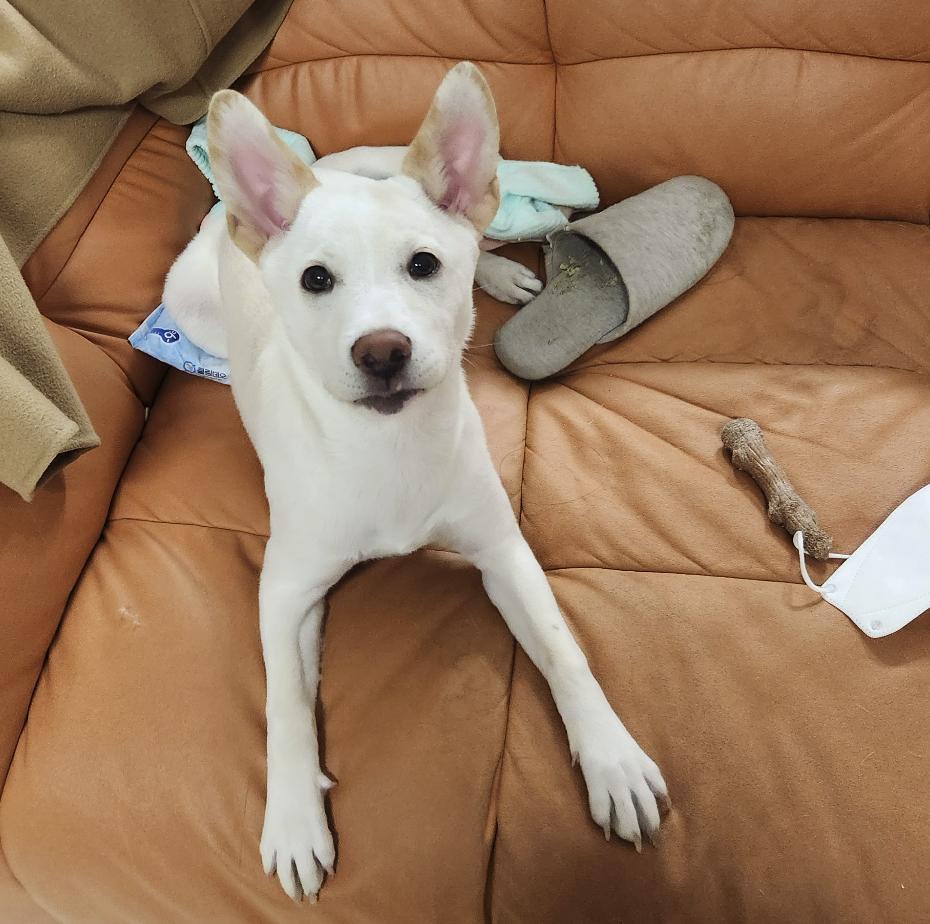 Enlarge Soy, a ADOPTABLE mixed breed in Astoria, NY image 2/6