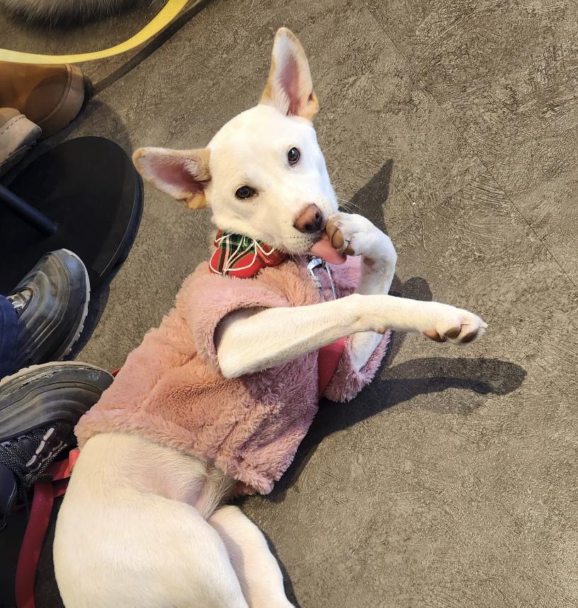 Enlarge Soy, a ADOPTABLE mixed breed in Astoria, NY image 3/6