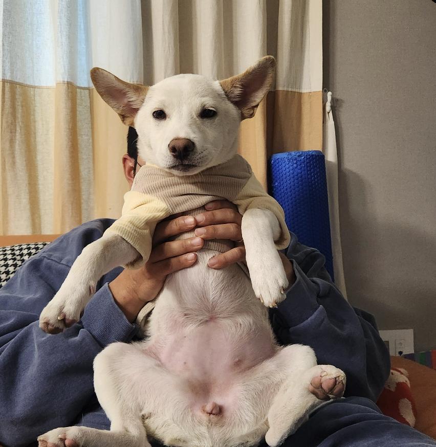 Enlarge Soy, a ADOPTABLE mixed breed in Astoria, NY image 4/6